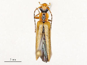  ( - CBG-A53617-A05)  @11 [ ] CreativeCommons - Attribution Share - Alike (2024) CBG Photography Group Centre for Biodiversity Genomics