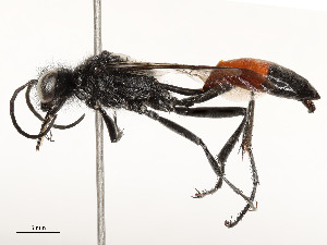  ( - CBG-A53622-C08)  @11 [ ] CreativeCommons - Attribution Share - Alike (2024) CBG Photography Group Centre for Biodiversity Genomics