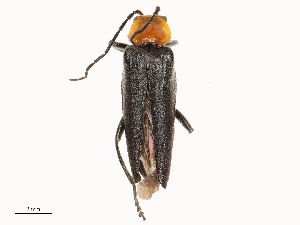  ( - CBG-A53624-C05)  @11 [ ] CreativeCommons - Attribution Share - Alike (2024) CBG Photography Group Centre for Biodiversity Genomics