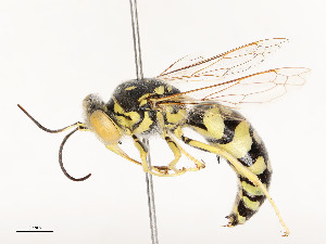  ( - CBG-A53626-H02)  @11 [ ] CreativeCommons - Attribution Share - Alike (2024) CBG Photography Group Centre for Biodiversity Genomics