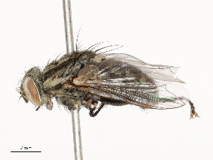  ( - CBG-A53627-B04)  @11 [ ] CreativeCommons - Attribution Share - Alike (2024) CBG Photography Group Centre for Biodiversity Genomics