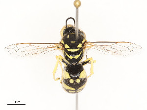  ( - CBG-A53627-D05)  @11 [ ] CreativeCommons - Attribution Share - Alike (2024) CBG Photography Group Centre for Biodiversity Genomics