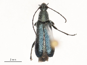  ( - CBG-A53661-E03)  @11 [ ] CreativeCommons - Attribution Share - Alike (2024) CBG Photography Group Centre for Biodiversity Genomics