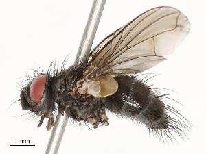  ( - CBG-A53663-D05)  @11 [ ] CreativeCommons - Attribution Share - Alike (2024) CBG Photography Group Centre for Biodiversity Genomics