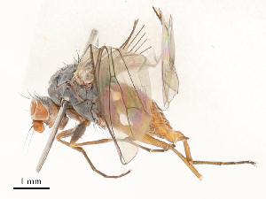  ( - CBG-A53663-G11)  @11 [ ] CreativeCommons - Attribution Share - Alike (2024) CBG Photography Group Centre for Biodiversity Genomics