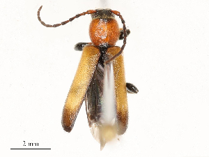  ( - CBG-A53663-H05)  @11 [ ] CreativeCommons - Attribution Share - Alike (2024) CBG Photography Group Centre for Biodiversity Genomics