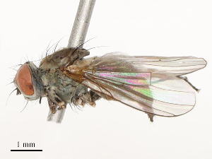  ( - CBG-A53663-H11)  @11 [ ] CreativeCommons - Attribution Share - Alike (2024) CBG Photography Group Centre for Biodiversity Genomics