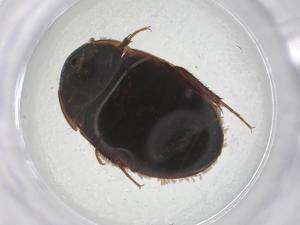  ( - CBG-A54655-A12)  @11 [ ] CreativeCommons - Attribution Share - Alike (2024) Centre for Biodiversity Genomics Centre for Biodiversity Genomics