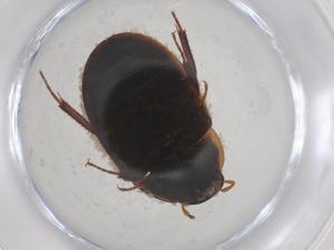  ( - CBG-A54655-B03)  @11 [ ] CreativeCommons - Attribution Share - Alike (2024) Centre for Biodiversity Genomics Centre for Biodiversity Genomics