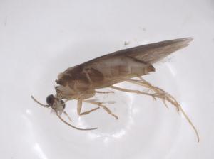  ( - CBG-A54657-C03)  @11 [ ] CreativeCommons - Attribution Share - Alike (2024) Centre for Biodiversity Genomics Centre for Biodiversity Genomics