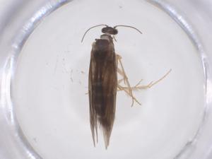  ( - CBG-A54657-E06)  @11 [ ] CreativeCommons - Attribution Share - Alike (2024) Centre for Biodiversity Genomics Centre for Biodiversity Genomics