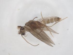  ( - CBG-A54658-B07)  @11 [ ] CreativeCommons - Attribution Share - Alike (2024) Centre for Biodiversity Genomics Centre for Biodiversity Genomics