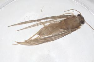  ( - CBG-A54658-C01)  @11 [ ] CreativeCommons - Attribution Share - Alike (2024) Centre for Biodiversity Genomics Centre for Biodiversity Genomics