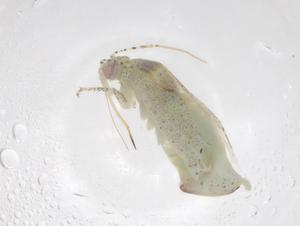  ( - CBG-B00875-G12)  @11 [ ] CreativeCommons - Attribution Share - Alike (2025) Centre for Biodiversity Genomics Centre for Biodiversity Genomics