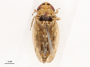  ( - CBG-B00903-E02)  @11 [ ] CreativeCommons - Attribution Share - Alike (2025) CBG Photography Group Centre for Biodiversity Genomics