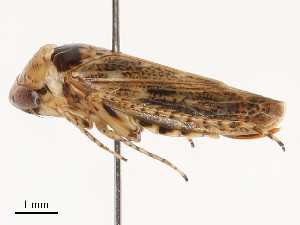  ( - CBG-B00903-F04)  @11 [ ] CreativeCommons - Attribution Share - Alike (2025) CBG Photography Group Centre for Biodiversity Genomics