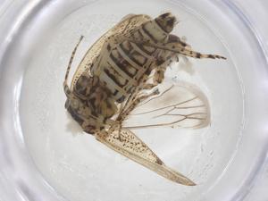  ( - CBG-B00957-A09)  @11 [ ] CreativeCommons - Attribution Share - Alike (2025) Centre for Biodiversity Genomics Centre for Biodiversity Genomics