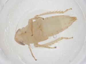  ( - CBG-B00957-A11)  @11 [ ] CreativeCommons - Attribution Share - Alike (2025) Centre for Biodiversity Genomics Centre for Biodiversity Genomics