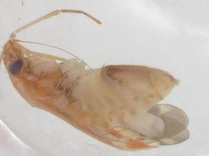  ( - CBG-B00957-D03)  @11 [ ] CreativeCommons - Attribution Share - Alike (2025) Centre for Biodiversity Genomics Centre for Biodiversity Genomics