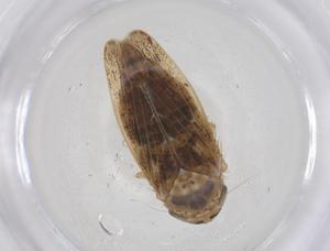  ( - CBG-B00957-F09)  @11 [ ] CreativeCommons - Attribution Share - Alike (2025) Centre for Biodiversity Genomics Centre for Biodiversity Genomics