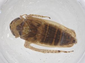  ( - CBG-B00957-F12)  @11 [ ] CreativeCommons - Attribution Share - Alike (2025) Centre for Biodiversity Genomics Centre for Biodiversity Genomics