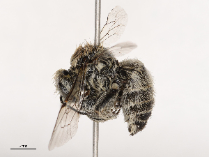  ( - CBG-B01171-A04)  @11 [ ] CreativeCommons - Attribution Share - Alike (2025) CBG Photography Group Centre for Biodiversity Genomics