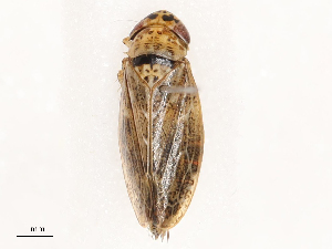  ( - CBG-B01171-C09)  @11 [ ] CreativeCommons - Attribution Share - Alike (2025) CBG Photography Group Centre for Biodiversity Genomics