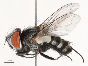  ( - CBG-B01171-D04)  @11 [ ] CreativeCommons - Attribution Share - Alike (2025) CBG Photography Group Centre for Biodiversity Genomics