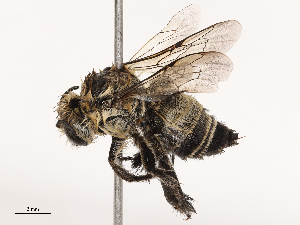  ( - CBG-B01171-E08)  @11 [ ] CreativeCommons - Attribution Share - Alike (2025) CBG Photography Group Centre for Biodiversity Genomics