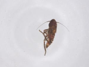  ( - CBG-B01244-A07)  @11 [ ] CreativeCommons - Attribution Share - Alike (2025) Centre for Biodiversity Genomics Centre for Biodiversity Genomics