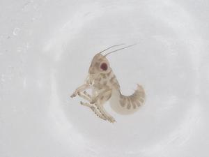  ( - CBG-B01245-D09)  @11 [ ] CreativeCommons - Attribution Share - Alike (2025) Centre for Biodiversity Genomics Centre for Biodiversity Genomics