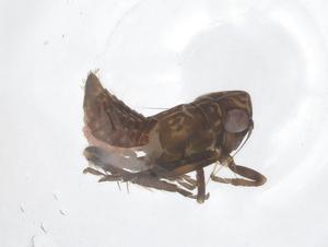  ( - CBG-B01245-H08)  @11 [ ] CreativeCommons - Attribution Share - Alike (2025) Centre for Biodiversity Genomics Centre for Biodiversity Genomics