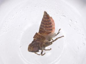  ( - CBG-B01456-G01)  @11 [ ] CreativeCommons - Attribution Share - Alike (2025) Centre for Biodiversity Genomics Centre for Biodiversity Genomics