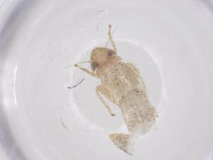  ( - CBG-B01456-G09)  @11 [ ] CreativeCommons - Attribution Share - Alike (2025) Centre for Biodiversity Genomics Centre for Biodiversity Genomics