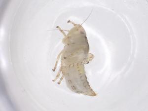  ( - CBG-B01456-H02)  @11 [ ] CreativeCommons - Attribution Share - Alike (2025) Centre for Biodiversity Genomics Centre for Biodiversity Genomics