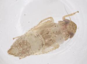  ( - CBG-B01456-H10)  @11 [ ] CreativeCommons - Attribution Share - Alike (2025) Centre for Biodiversity Genomics Centre for Biodiversity Genomics