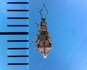  ( - CJWBP_Pehil-1_W0004)  @12 [ ] Copyright (2013) Unspecified Specimen depository of the Graduate School of Natural Sciences, Nagoya City University
