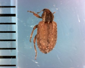  ( - CJWBP_Hypos-2_W0069)  @12 [ ] Copyright (2013) Unspecified Specimen depository of the Graduate School of Natural Sciences, Nagoya City University