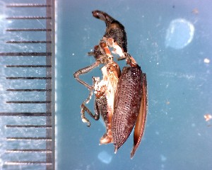  ( - CJWBP_Liimp-2_W0100)  @12 [ ] Copyright (2013) Unspecified Specimen depository of the Graduate School of Natural Sciences, Nagoya City University