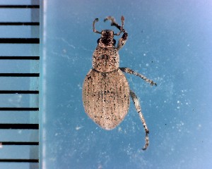  ( - CJWBP_Scuni-1_W0108)  @13 [ ] Copyright (2013) Unspecified Specimen depository of the Graduate School of Natural Sciences, Nagoya City University