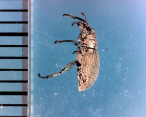  ( - CJWBP_Scuni-1_W0108)  @12 [ ] Copyright (2013) Unspecified Specimen depository of the Graduate School of Natural Sciences, Nagoya City University