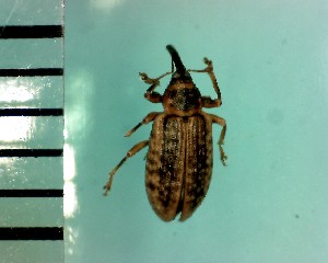  ( - CJWBP_Domac-2_W0144)  @13 [ ] Copyright (2013) Unspecified Specimen depository of the Graduate School of Natural Sciences, Nagoya City University