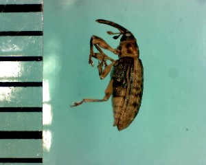  ( - CJWBP_Domac-2_W0144)  @12 [ ] Copyright (2013) Unspecified Specimen depository of the Graduate School of Natural Sciences, Nagoya City University