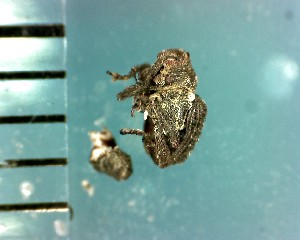  ( - CJWBP_Schyp-7_W0161)  @12 [ ] Copyright (2013) Unspecified Specimen depository of the Graduate School of Natural Sciences, Nagoya City University