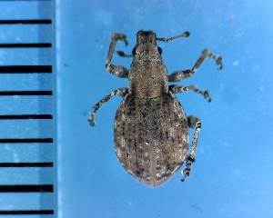  (Scepticus - CJWBP_Scuni-2_W0175)  @13 [ ] Copyright (2013) Unspecified Specimen depository of the Graduate School of Natural Sciences, Nagoya City University