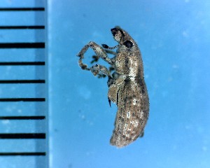  ( - CJWBP_Scuni-2_W0175)  @12 [ ] Copyright (2013) Unspecified Specimen depository of the Graduate School of Natural Sciences, Nagoya City University