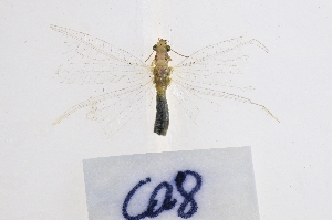  ( - CA8-CAU)  @11 [ ] c (2022) Xingyue Liu Entomological Museum of China Agricultural University (CAU), Beijing