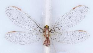  (Italochrysa una - GD30101)  @11 [ ] c (2022) Xingyue Liu Entomological Museum of China Agricultural University (CAU), Beijing