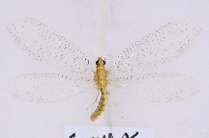  ( - GX1405)  @11 [ ] c (2022) Xingyue Liu Entomological Museum of China Agricultural University (CAU), Beijing