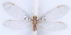  (Italochrysa uchidae - GX30401)  @11 [ ] c (2022) Xingyue Liu Entomological Museum of China Agricultural University (CAU), Beijing